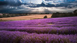 Foto: Beautiful lavender field landscape with dramatic sky Beautiful lavender field landscape with dramatic sky