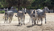 Photo: zebras zebras