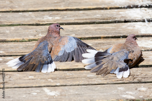 Photo: pigeon pigeon