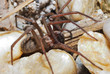 braune grosse spinne