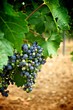 Grape
