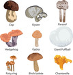 set of edible mushrooms