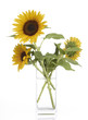 Photo: Sonnenblumen in Vase Sonnenblumen in Vase