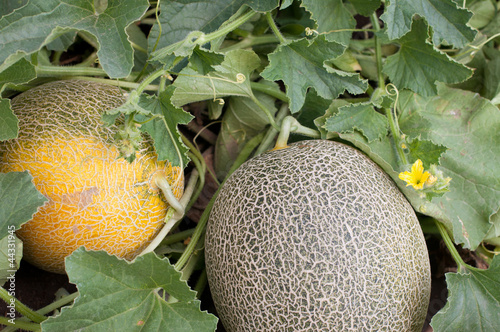Photo: Melons Melons