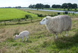 sheep with lamb
