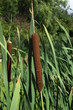 Foto: Breitblättriger Rohrkolben Breitblättriger Rohrkolben