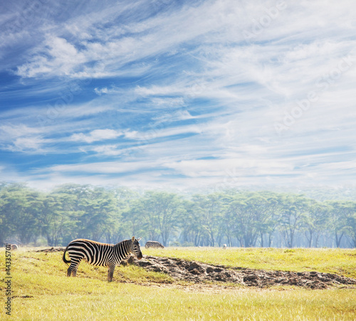 Photo: Zebra Zebra