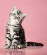 kitten