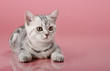 kitten
