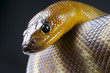 Photo: Woma / Aspidites ramsayi Woma / Aspidites ramsayi