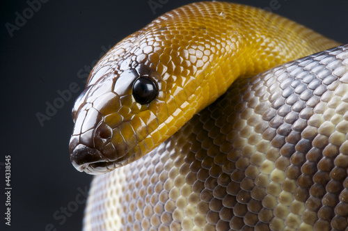 Photo: Woma / Aspidites ramsayi Woma / Aspidites ramsayi