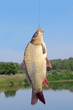 carp in the hand of fisherman