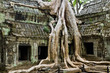 Giant tree covering Ta Prom temple, Siem Reap, Cambodia
