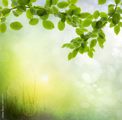 Photo: background of grass. bokeh background of grass. bokeh