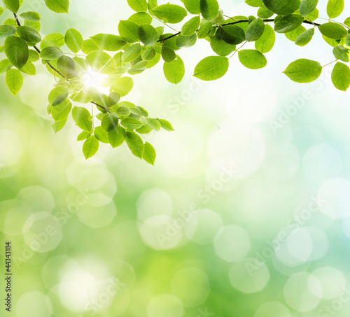 Photo: spring background spring background