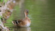 Ente-20647b1