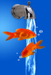 Goldfish Swimming.