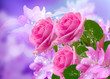 Illustration: Cherry and roses blossom Cherry and roses blossom