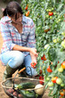 Woman picking tomatoes