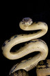 Scrub python / Morelia amethistina