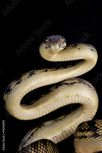 Photo: Scrub python / Morelia amethistina Scrub python / Morelia amethistina
