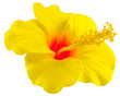 hibiscus jaune sur fond blanc