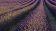 Video: Lavendelfeld vid 17 orig Lavendelfeld vid 17 orig