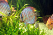 Photo: Akavarium Akavarium