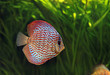 Photo: Akavarium Akavarium