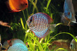 Photo: Akavarium Akavarium