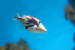 Photo: Tropical fishes Tropical fishes