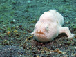 White Bougainville Frogfish, Lembeh Strait, Sulawesi.