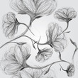Wild dog rose / Seamless black-and-white pattern