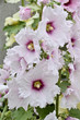 mallow flower