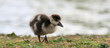 Nilgans-7217b1