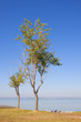 Herbst am Neusiedlersee / Burgenland
