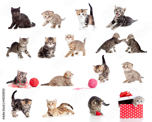 Photo: Adorable kittens collection. Little funny cats isolated on white Adorable kittens collection. Little funny cats isolated on white