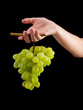 Photo: Grapes harvest Grapes harvest