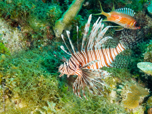 Photo: common lionfish (Pterois volitans) common lionfish (Pterois volitans)