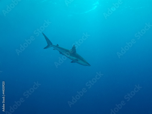 Photo: Silky shark (Carcharhinus falciformis) Silky shark (Carcharhinus falciformis)