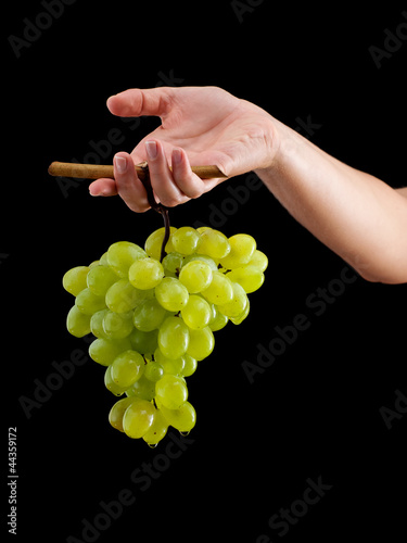 Photo: Grapes harvest Grapes harvest