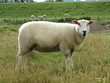 Photo: Schaf Schaf