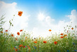 Mohnblumenfeld im Sonnenschein