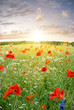 Mohnblumenfeld in der Abendsonne