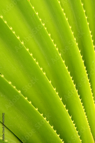 Photo: Abstract Background Texture Of Tropical Plant Abstract Background Texture Of Tropical Plant