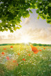 Wildblumenfeld mit Mohnblume und Kornblume im Spätsommer