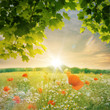 Mohnblumenfeld im Sonnenuntergang