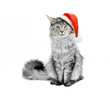 Photo: gray cat in Santa suit gray cat in Santa suit