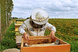 Working apiarist.