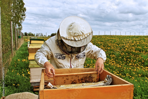 Photo: Working apiarist. Working apiarist.